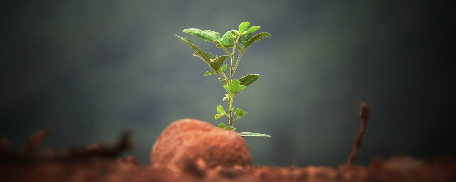 plant sprouting from the ground
